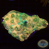 Echinophyllia spp. „Endurance“ WYSIWYG