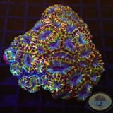 Micromussa spp. „Rainbow Tiger“ WYSIWYG