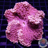 Heteractis spp. WYSIWYG