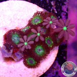 Krustenanemonen „Knopia Brazil“ WYSIWYG