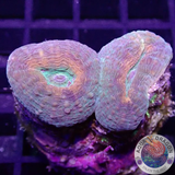 Lobophyllia spp. „Pumpkin Garden“ WYSIWYG