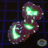 Caulastraea spp. „Toxic Mirror“