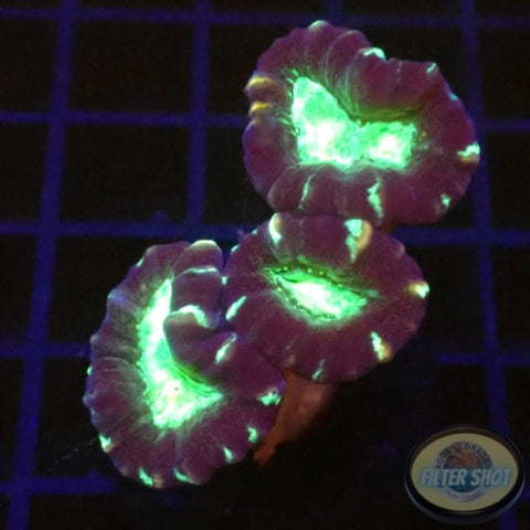 Caulastraea spp. „Toxic Mirror“
