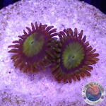 Krustenanemonen „King Midas“