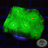 Echinophyllia spp. „Alien Eye“