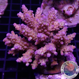 Acropora rosaria „Rainbow“ WYSIWYG „AD Special“