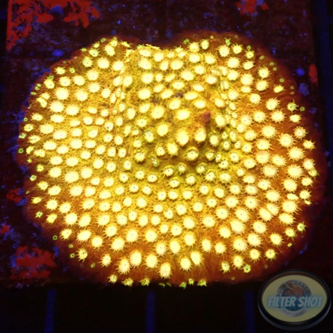 Cyphastrea spp. „Splendiferous“ WYSIWYG