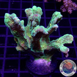 Pectinia spp. „Space Invader“ WYSIWYG