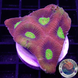 Goniastrea spp. „Dragon Soul“ 🐉 WYSIWYG