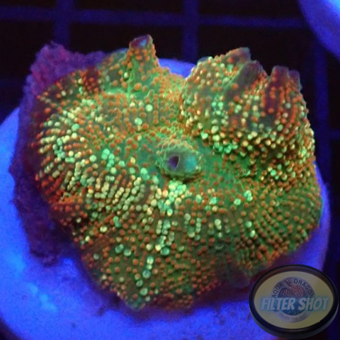 Discosoma spp. „Pearl Drop“ WYSIWYG