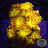 Bernardpora spp. „Golden Glitter“ ✨ AD Special