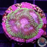 Favia spp. „Space Monkey“ WYSIWYG