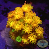 Bernardpora spp. „Golden Glitter“ ✨ AD Special