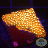 Stylocoeniella spp. „Bling Bling“