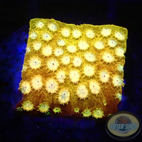 Cyphastrea spp. „Splendiferous“ WYSIWYG