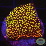 Montipora spp. „Rainbow“