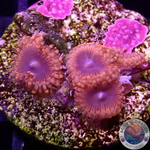 Krustenanemonen „Lunar Eclipse“