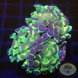 Euphyllia baliensis “Hologram” WYSIWYG