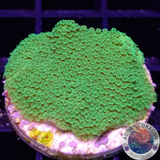 Montipora gaimardi „Green Gem“