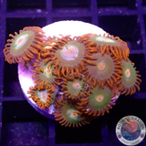 Krustenanemonen „Gatorade“