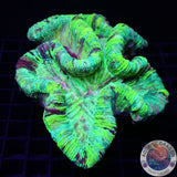 Trachyphyllia spp. „Marble“ WYSIWYG