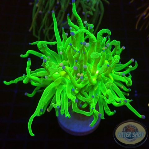 Euphyllia glabrescens „She Hulk“