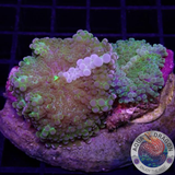 Ricordea yuma „Double Rico“ WYSIWYG „AD Special“