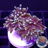 Euphyllia glabrescens „Double Baby Master“ WYSIWYG