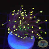 Euphyllia glabrescens „Jamaika“ AD Special