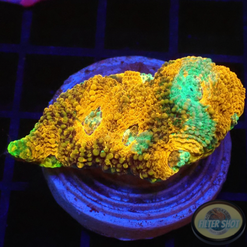 Acanthastrea echinata „True Eyes“ WYSIWYG „AD Special“