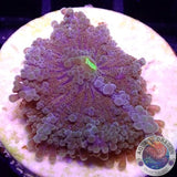 Ricordea yuma „Grizzly“ WYSIWYG „AD Special“