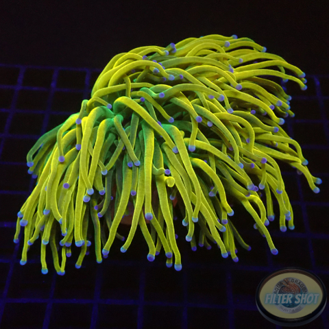 Euphyllia glabrescens „Holy Rapunzel“ WYSIWYG