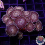 Krustenanemonen „Nirvana“ WYSIWYG