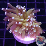 Euphyllia glabrescens 🐯 „Tiger“ WYSIWYG