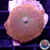 Discosoma spp. “I.M”