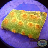 Cyphastrea spp. „Banana“ AD Special