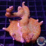 Montipora digitata „Forest Fire“ WYSIWYG „AD Special“