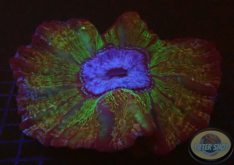 Cynarina lacrymalis „In To The Blue“ WYSIWYG
