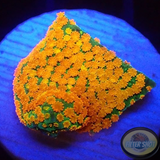 Montipora spp. „Marvelous“ AD Special
