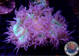 Catalaphyllia jardinei „Reactor Leak“ WYSIWYG