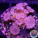 Goniopora spp. „Purple Flower“