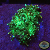Galaxea spp. „Crazy Crystal“