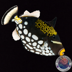 Balistoides conspicillum „Leopardendrücker“