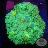 Rhodactis spp. „Snowflake Bounce“ WYSIWYG