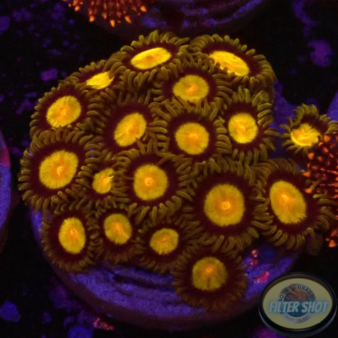 Krustenanemonen „King Midas“ WYSIWYG