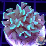 Euphyllia paraancora „Majestic“ AD Special