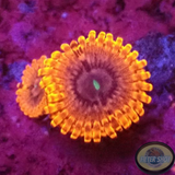 Krustenanemonen „VDM“ WYSIWYG