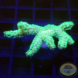 Seriatopora caliendrum „Toxic Bird Nest“