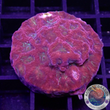 Favia spp. „Messy Grinch“ AD Special“