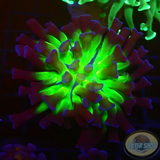Euphyllia paraancora „Sticky Fingers“ WYSIWYG